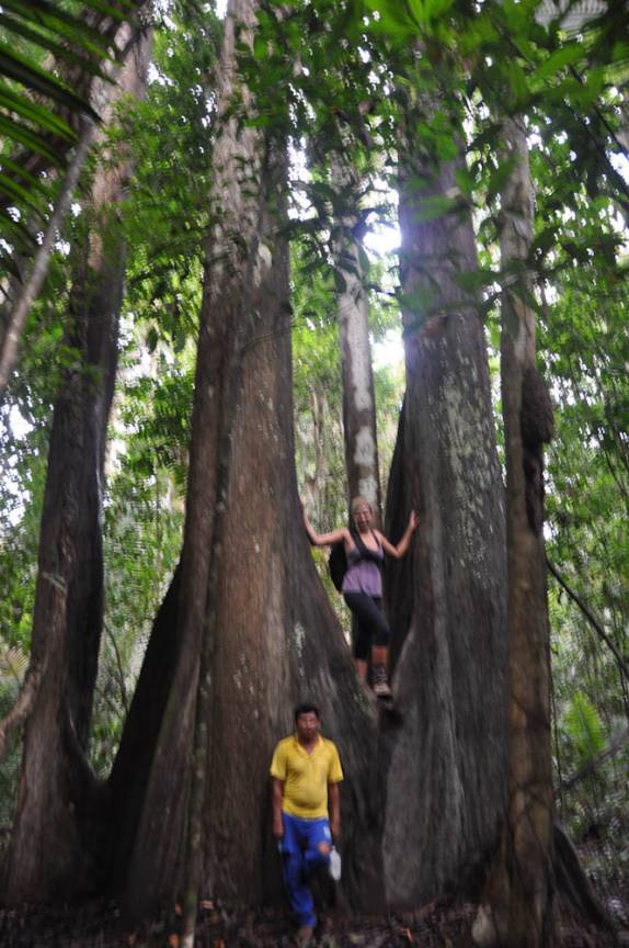Dois pés de Tauarí fundidos, na FLONA, comunidade de São Domingo, região de Alter do Chão - PA